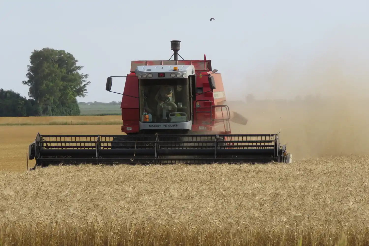 Trigo: lleva aportados más de us$ 3.400 millones en exportaciones