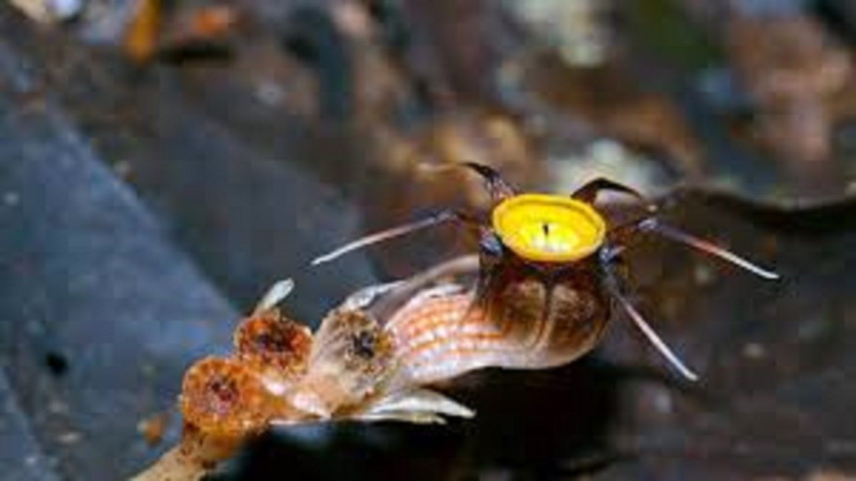 TIENE TENTÁCULOS Y PARECE un ALIEN: científicos descubren la peculiar Thismia malayana