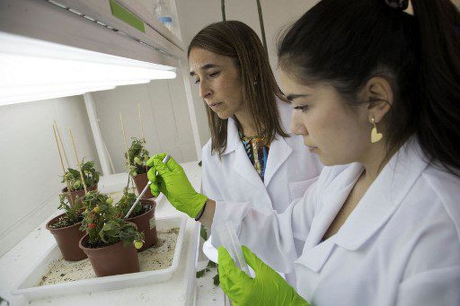 INVESTIGADORES CHILENOS aprovechan minerales de la orina humana para crear fertilizantes