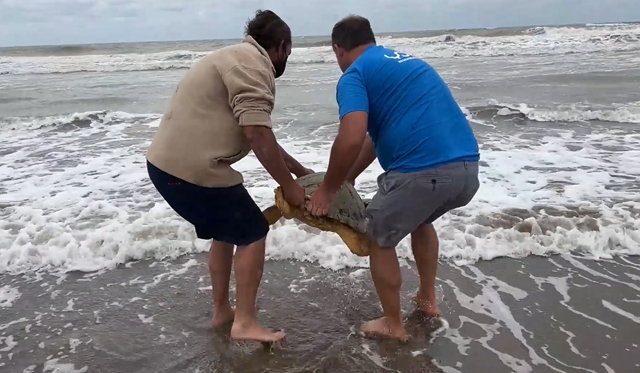 Video: Reinsertaron dos tortugas que encontraron atrapadas en redes de pesca en San Clemente del Tuyú