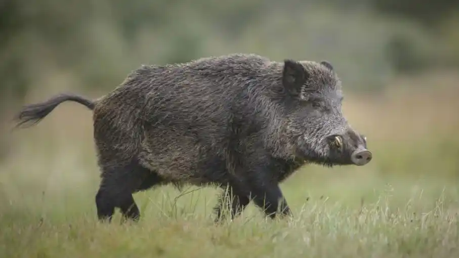 Preocupación por Jabalíes en el Interior de la Provincia