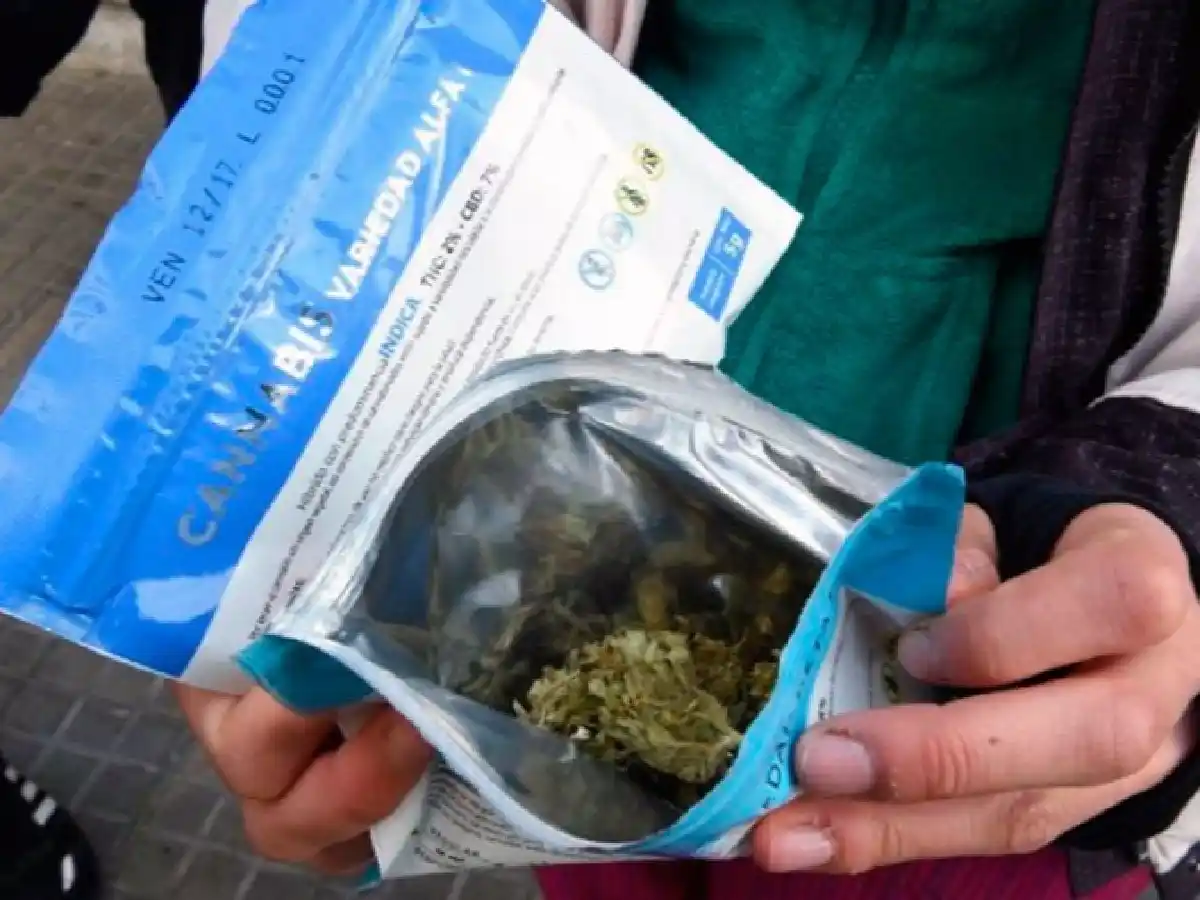 Número de consumidores de marihuana legal camino a quintuplicarse en Uruguay 