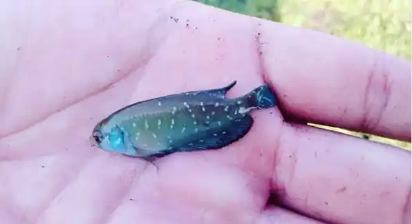 Reserva de Longchamps: Afirman que hallaron peces que resisten a la sequía