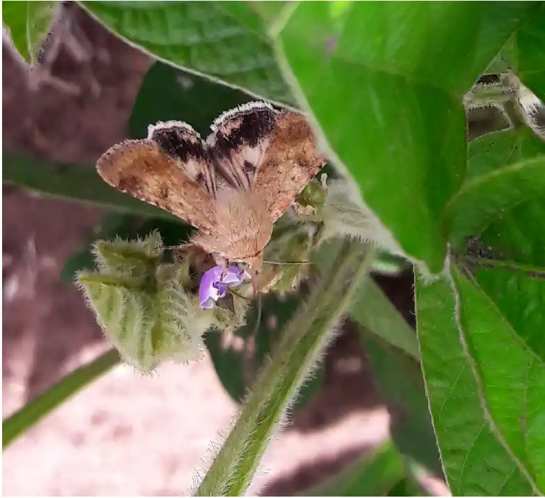 Alerta por la alta presencia de isoca bolillera en soja