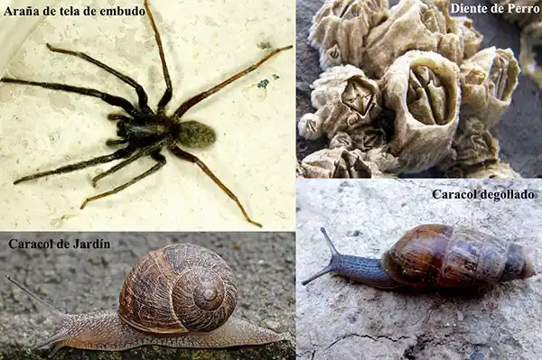 Cuatro especies introducidas que conviven con nosotros