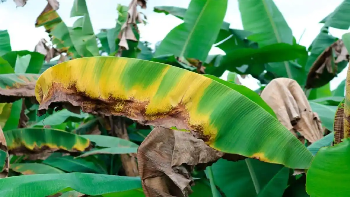 EL HONGO QUE AFECTA plantaciones de plátano en Venezuela puede empeorar la crisis alimentaria