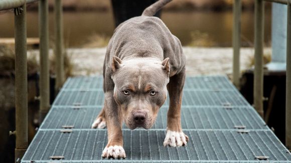 Pitbull atacó a tres niños y uno de los chicos está grave