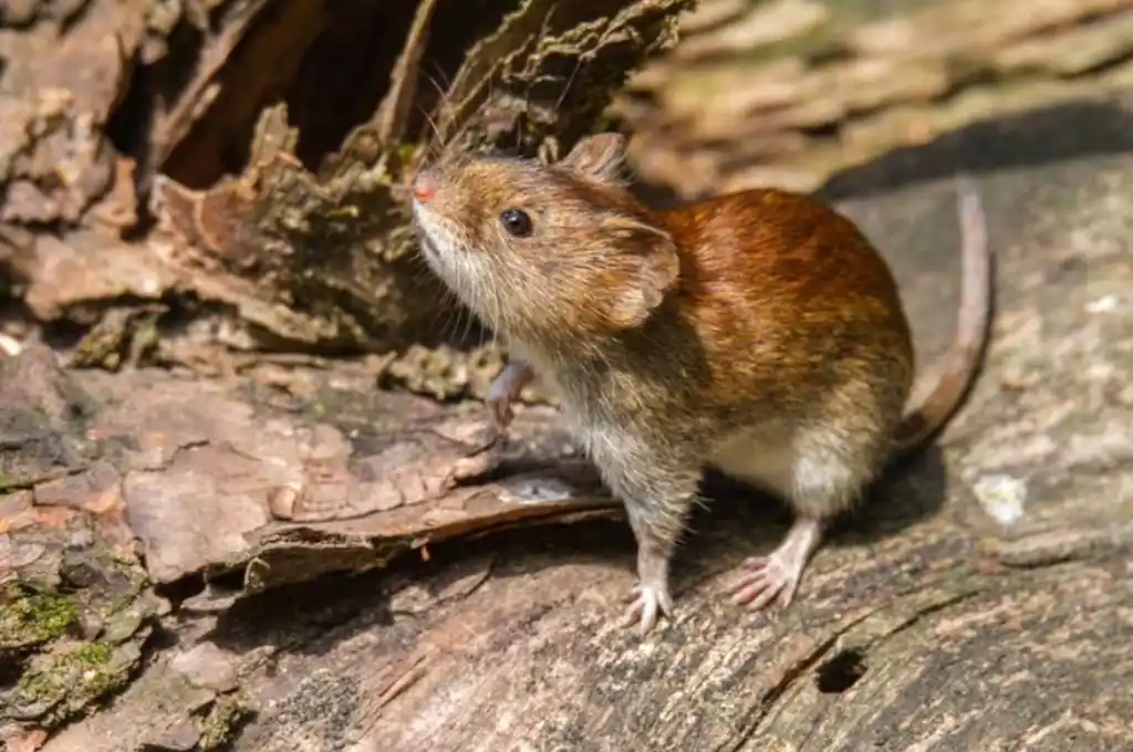 Muerte por hantavirus