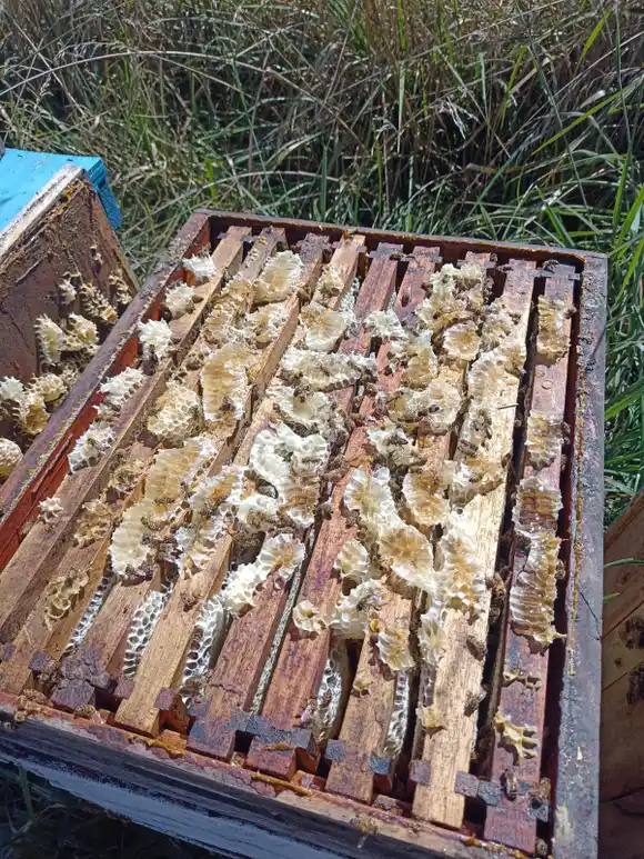 Chascomús: Riqueza y diversidad floral en la segunda cosecha de miel del INTA