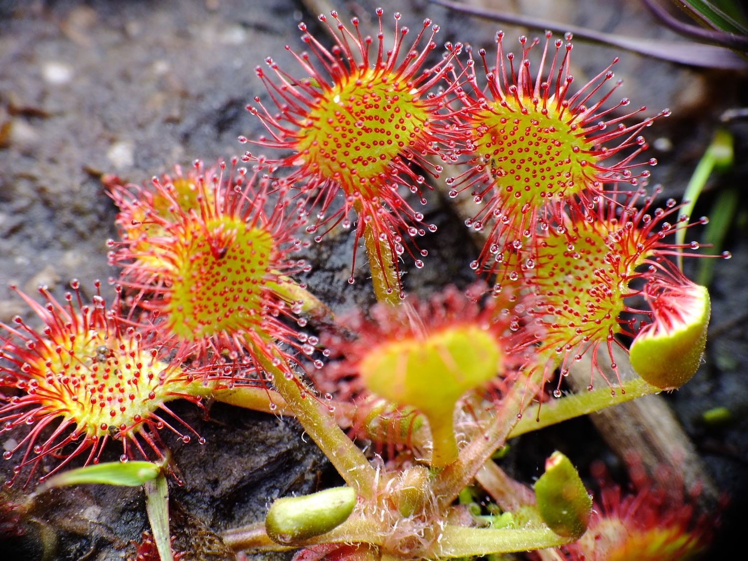 plantas carnívoras